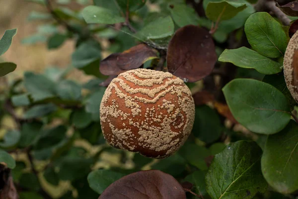 Monilia Laxa Monilinia Laxa 感染症 植物病気 果物の木の上のRotten Quince Apple — ストック写真