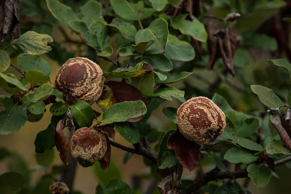 Monilia Laxa Monilinia Laxa 感染症 植物病気 果物の木の上のRotten Quince Apple — ストック写真