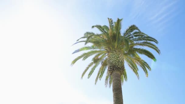 绿棕榈树叶子在蓝天背景 夏季时间 — 图库视频影像