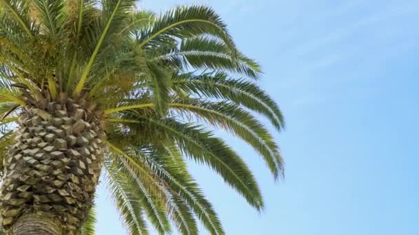 Green Palm Tree Löv Blå Himmel Bakgrund Sommartid — Stockvideo