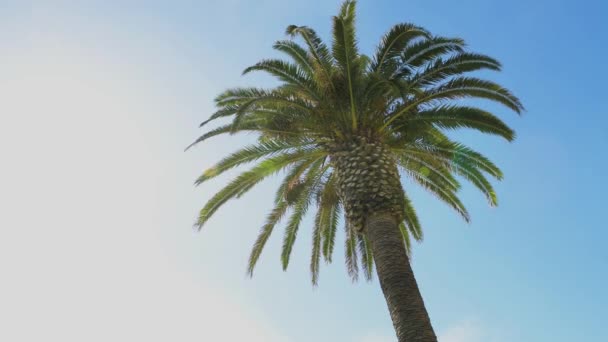 Grüne Palmenblätter Auf Blauem Himmel Hintergrund Sommerzeit — Stockvideo