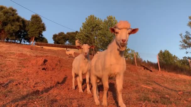 Cabras Jóvenes Pastando Jugando Prado Atardecer — Vídeos de Stock