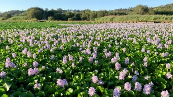 Hermoso Paisaje Lago Con Vegetación Verde Pateira Fermentelos Portugal — Vídeos de Stock