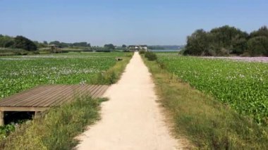 Pateira de Fermentelos, Portekiz yeşil bitki örtüsü ile gölün güzel manzara