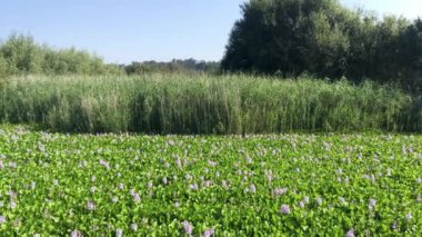 Pateira de Fermentelos, Portekiz yeşil bitki örtüsü ile gölün güzel manzara