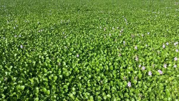 Vackra Landskapet Sjö Med Grön Vegetation Pateira Fermentelos Portugal — Stockvideo