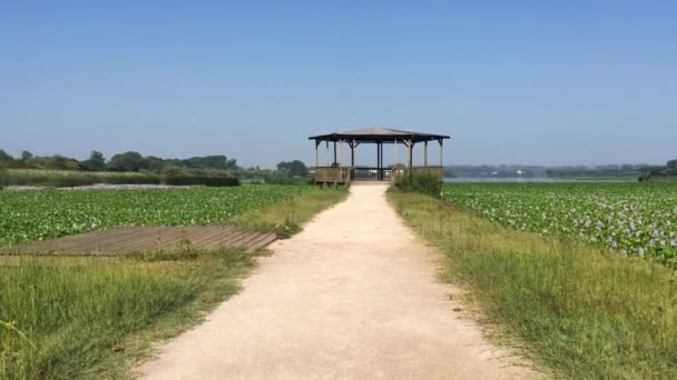 Bela Paisagem Lago Com Vegetação Verde Pateira Fermentelos Portugal — Vídeo de Stock