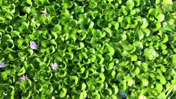 Hermoso Paisaje Lago Con Vegetación Verde Pateira Fermentelos Portugal — Vídeos de Stock