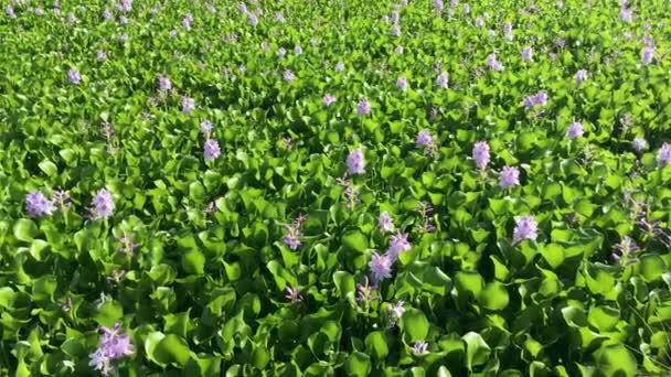 Pateira Fermentelos Portekiz Yeşil Bitki Örtüsü Ile Gölün Güzel Manzara — Stok video