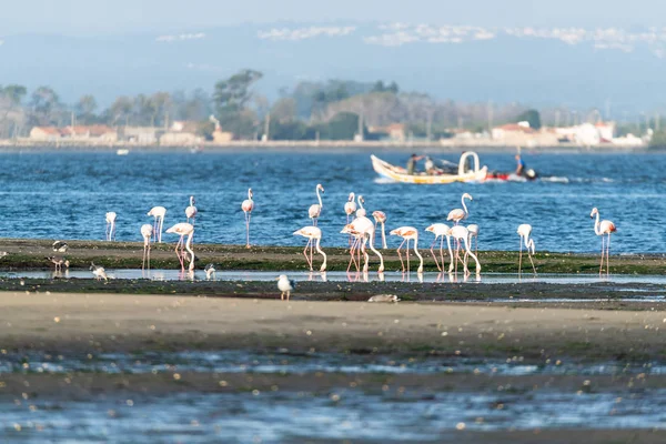 Flamingos Bankerna Ria Aveiro Delta Portugal — Stockfoto