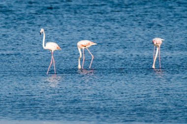 Flamingolar Ria de Aveiro delta, Portekiz kıyısında.