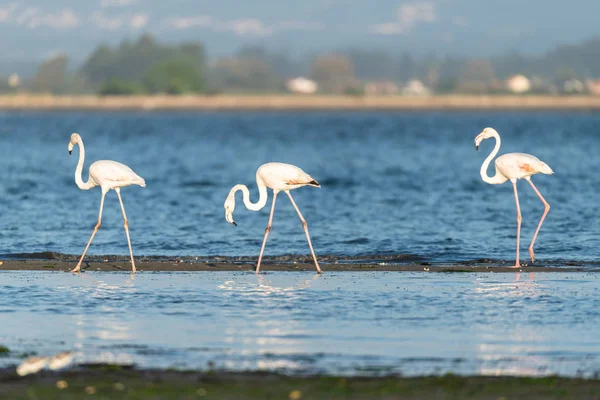 Flamants Roses Sur Les Rives Delta Ria Aveiro Portugal — Photo