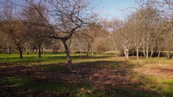 葡萄牙庞特达巴萨 2019年1月 Jardim Dos Poetas 这个小花园的名字来自十六世纪的两个兄弟 他们是诗人和当地人到巴尔卡桥 — 图库视频影像