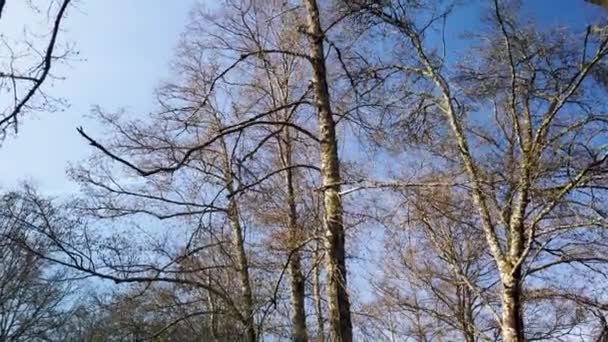 Jardim Dos Poetas Jardín Este Pequeño Jardín Toma Nombre Dos — Vídeo de stock