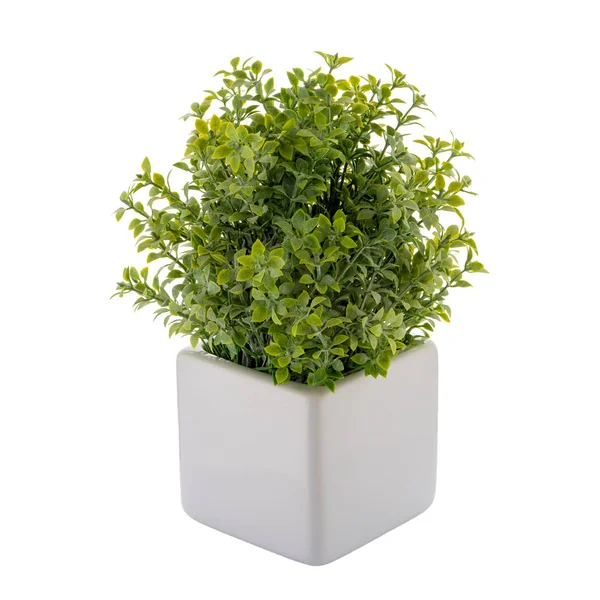 Small Decorative Plant Ceramic Vase Isolated White Background — Stock Photo, Image