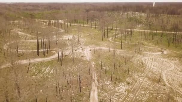 Enduro Motorsikletlerinden Birinin Patikadan Geçerken Çam Ağaçlarının Bulunduğu Alanda Kırsal — Stok video