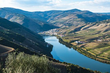 Douro Valley teraslı üzüm bağları görünümünü