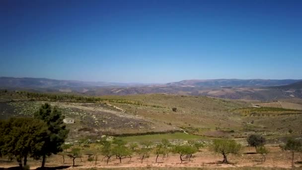 Almendro Paisaje Contra Cielo Azul — Vídeo de stock