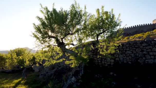 Uitzicht Amandelbomen Het Kasteel Van Numao Raad Van Vila Nova — Stockvideo