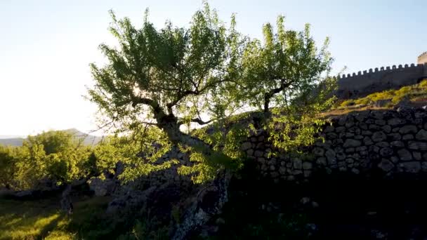 Vue des amandiers sur le château de Numao. Conseil de Vila Nova de Foz Coa. Le Portugal. Région du Douro .