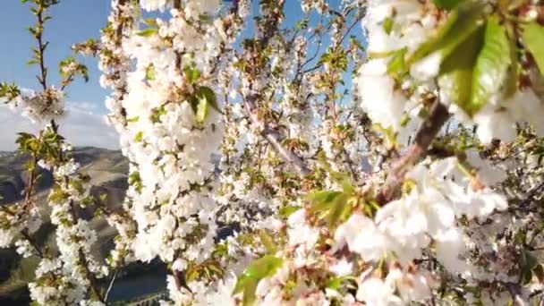 Almendro Floreciendo Con Fondo Montañoso Primavera Temprana Douro Portugal — Vídeos de Stock