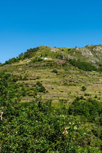 Utsikt Terrassene Landskapet Miradouro Dos Socalcos Med Utsikt Jordbruksterrassene Berømt stockfoto