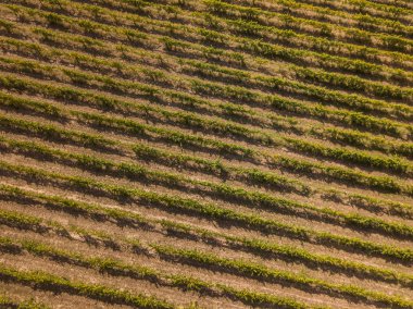 üzüm asmaları satırları