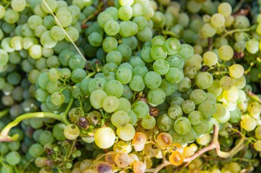 Tarlada üzüm bağları