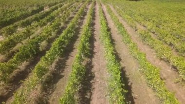 Havadan görünüm, üzüm asma sıraları, bağ, Portekiz