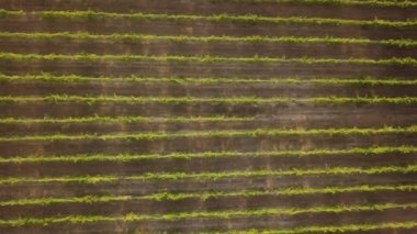 Havadan görünüm, üzüm asma sıraları, bağ, Portekiz