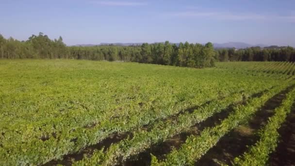 Letecký Pohled Řady Vinných Hroznů Vinic Portugalska — Stock video