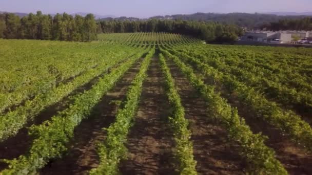 Bovenaanzicht Rijen Druivenranken Wijngaard Portugal — Stockvideo