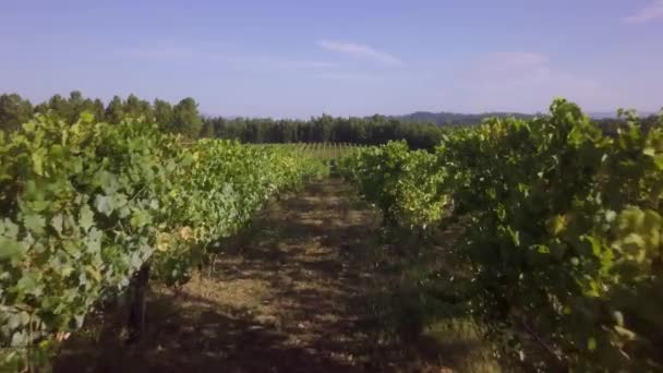 Aerial View Rows Grape Vines Vineyard Portugal — Stock Video