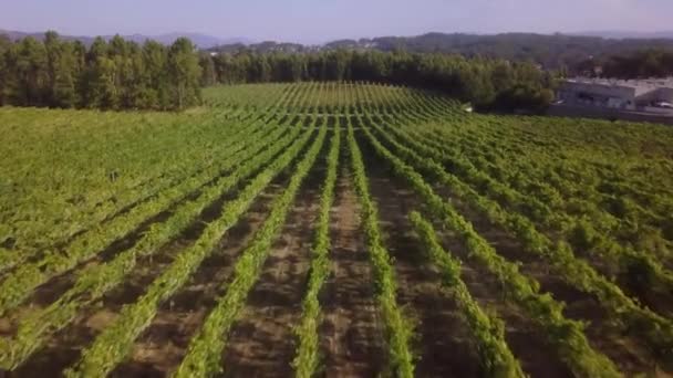 Widok Lotniczy Rzędy Winorośli Winnice Portugalia — Wideo stockowe