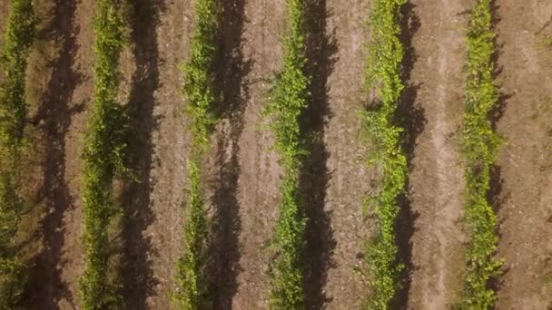 Vue Aérienne Rangées Vignes Vignoble Portugal — Video