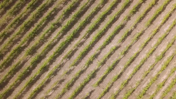 Luftaufnahme Reihen Von Weinreben Weinberg Portugal — Stockvideo