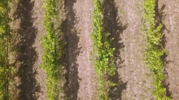 航空写真 ブドウの木の列 ブドウ園 ポルトガル — ストック動画
