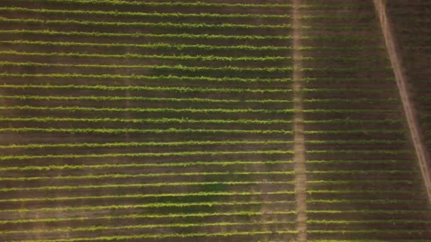 Luftaufnahme Reihen Von Weinreben Weinberg Portugal — Stockvideo