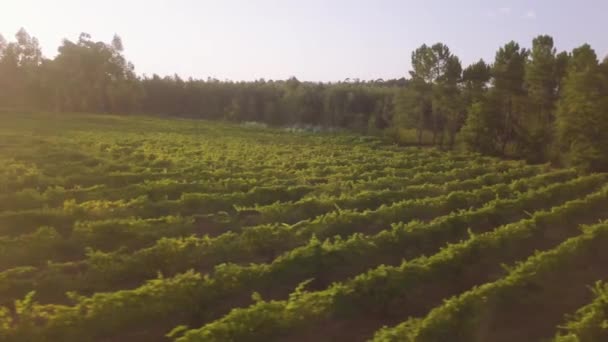 Widok Lotniczy Rzędy Winorośli Winnice Portugalia — Wideo stockowe