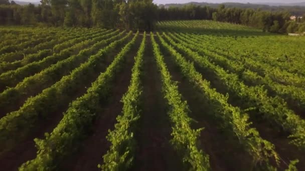 Luftaufnahme Reihen Von Weinreben Weinberg Portugal — Stockvideo