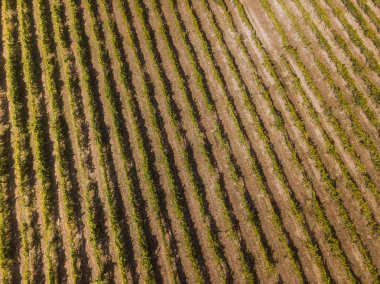üzüm asmaları satırları