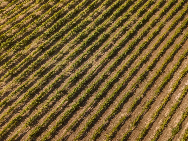 Fileiras de videiras — Fotografia de Stock