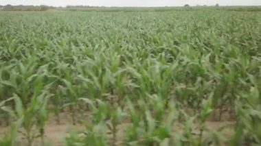 Bulutlu bir günde mısır tarlasının havadan görünüşü.