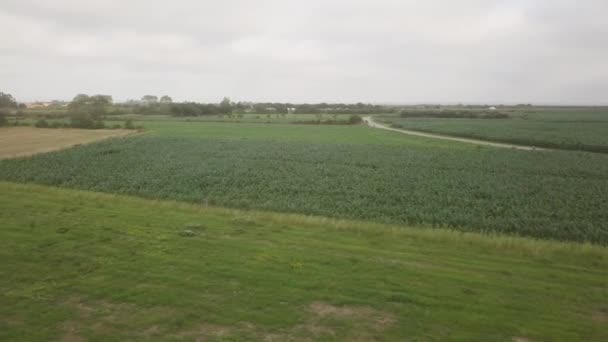 多云天气下一片玉米地的空中景观 — 图库视频影像