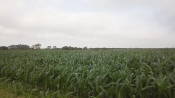 Veduta Aerea Campo Mais Una Giornata Nuvolosa — Video Stock