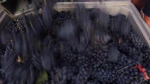 収穫中の赤ブドウの選択と最終的な洗浄プロセス トップ表示 — ストック動画
