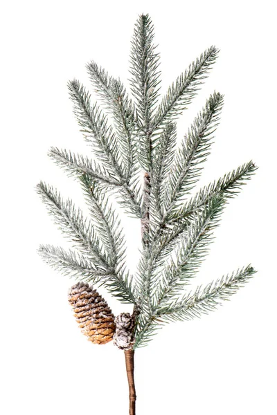 크리스마스 나뭇가지 — 스톡 사진