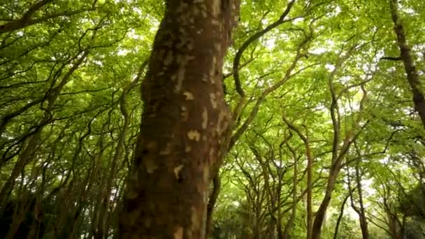 Bosques Rainha Leonor Caldas Rainha Portugal Limita Con Parque Carlos — Vídeo de stock