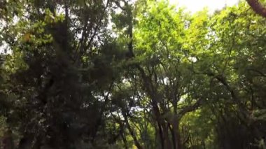 Portekiz 'in Caldas da Rainha şehrinde yer alan Rainha D. Leonor Ormanı, I. Carlos parkıyla sınırdır ve biyolojik çeşitliliği ve güzelliği ile tanımlanır..