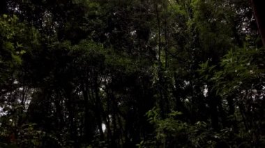 Portekiz 'in Caldas da Rainha şehrinde yer alan Rainha D. Leonor Ormanı, I. Carlos parkıyla sınırdır ve biyolojik çeşitliliği ve güzelliği ile tanımlanır..